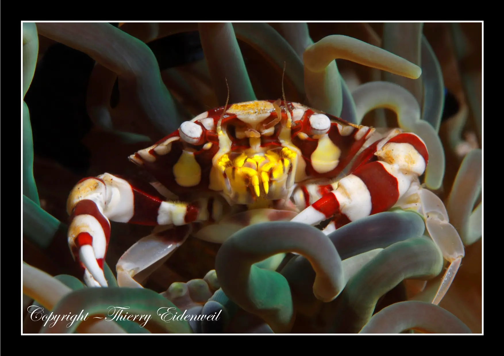 Anilao Macro Dive Media Highlight
